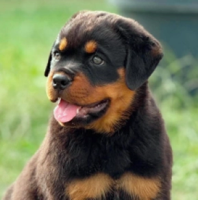Perros Rottweiler en venta