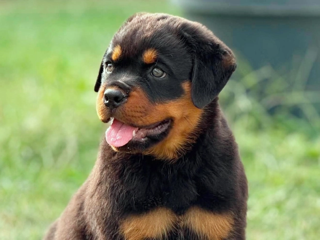 Perros Rottweiler en venta