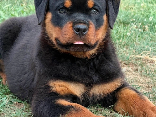 Perros Rottweiler en venta