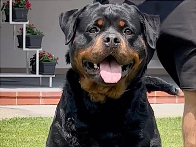 Perros Rottweiler en venta