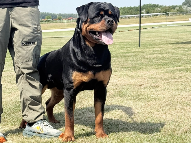 Perros Rottweiler en venta