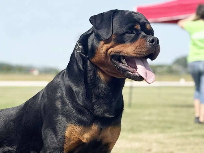 Perros Rottweiler en venta