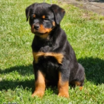 Sher, black and tan Rottweiler Welpen kaufen