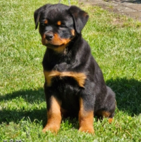 Rottweiler puppy for sale