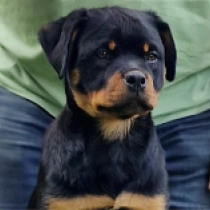 Sher, black and tan Rottweiler en venta