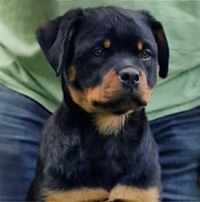 Perros Rottweiler en venta