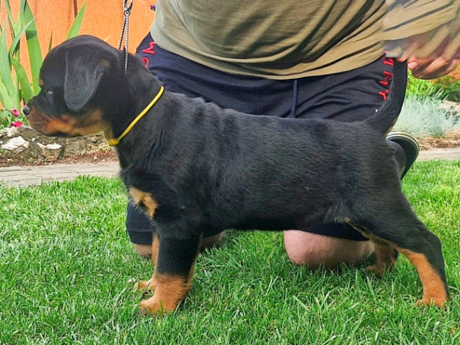 Rottweiler puppy for sale