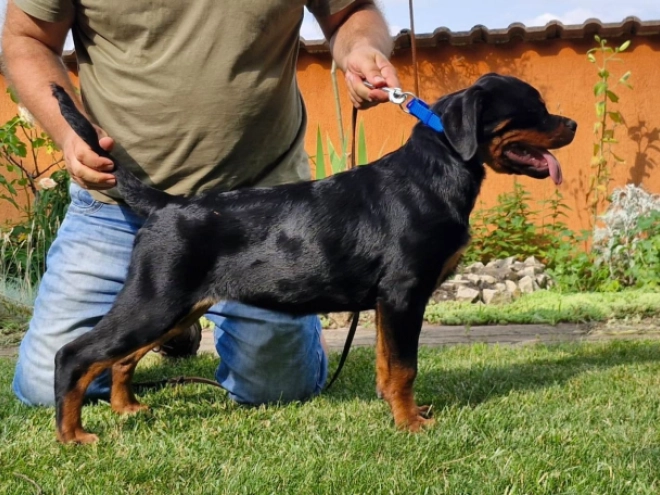 Rottweiler puppy for sale