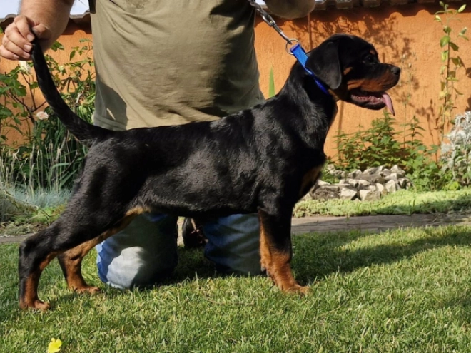 Rottweiler puppy for sale
