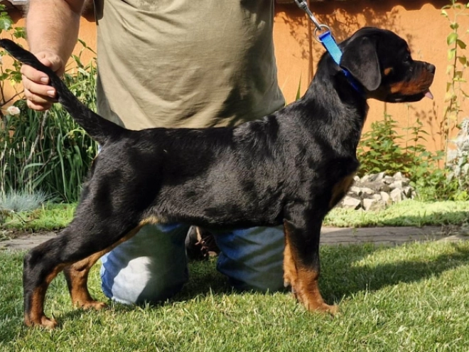 Rottweiler puppy for sale