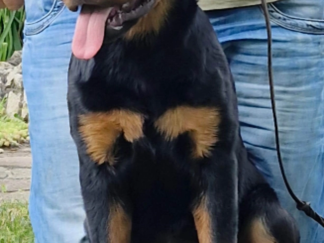 Rottweiler puppy for sale