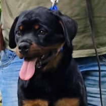 Shaba, black and tan Rottweiler for sale