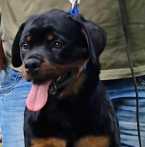 Rottweiler puppy for sale