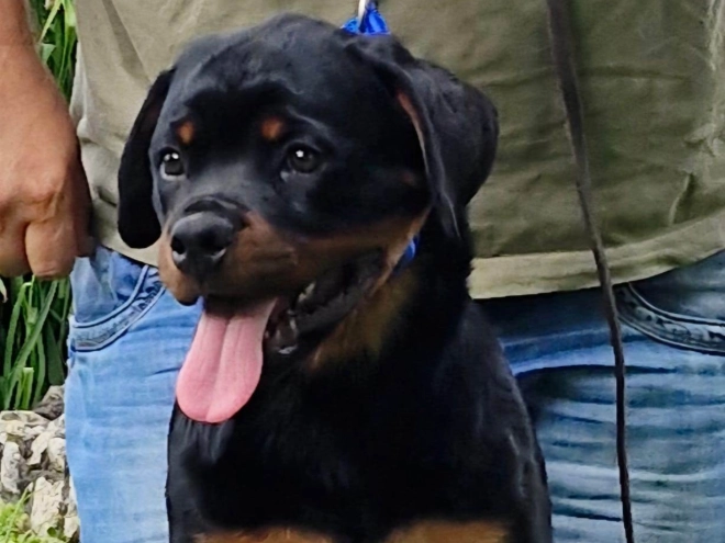 Rottweiler puppy for sale