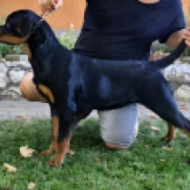 Shaba, black and tan Rottweiler for sale