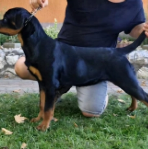 Rottweiler puppy for sale