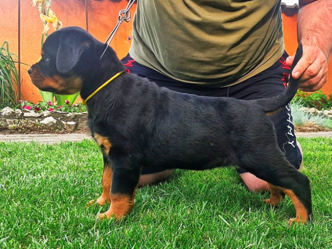 Rottweiler puppy for sale