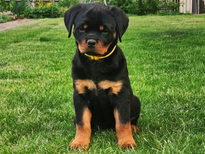 Rottweiler puppy for sale