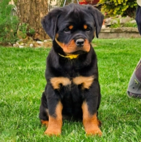 Rottweiler puppy for sale