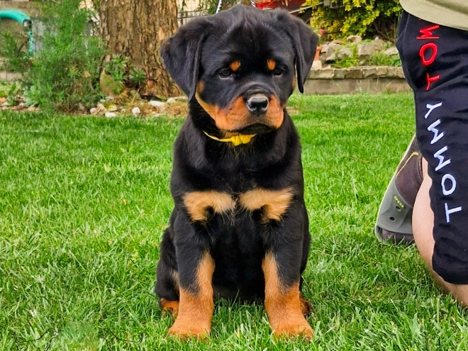 Rottweiler puppy for sale