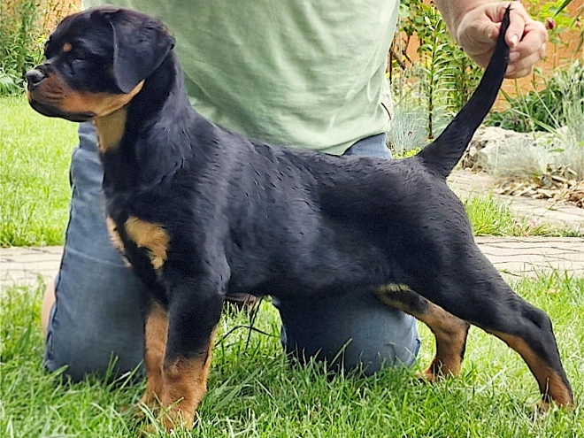 Rottweiler puppy for sale