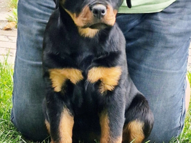 Rottweiler puppy for sale