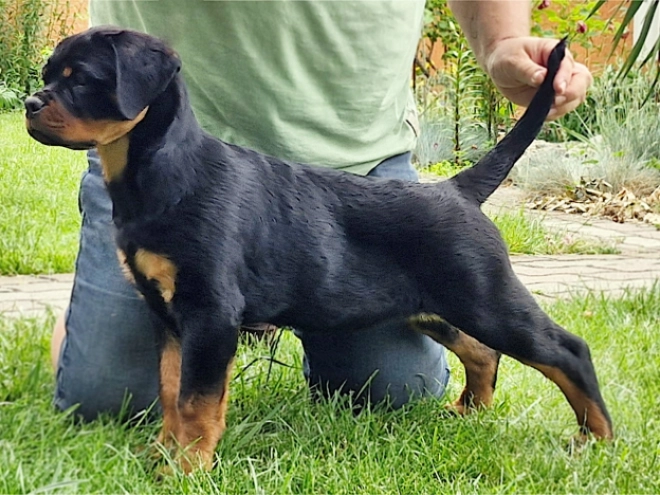 Rottweiler puppy for sale