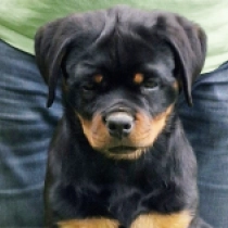 Shaba, black and tan Rottweiler en venta