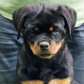 Perros Rottweiler en venta