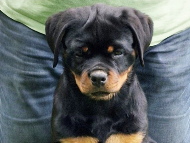 Rottweiler puppy for sale