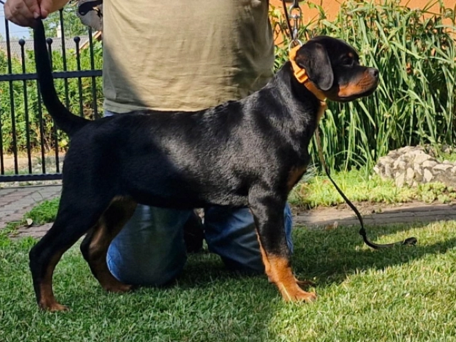 Rottweiler puppy for sale