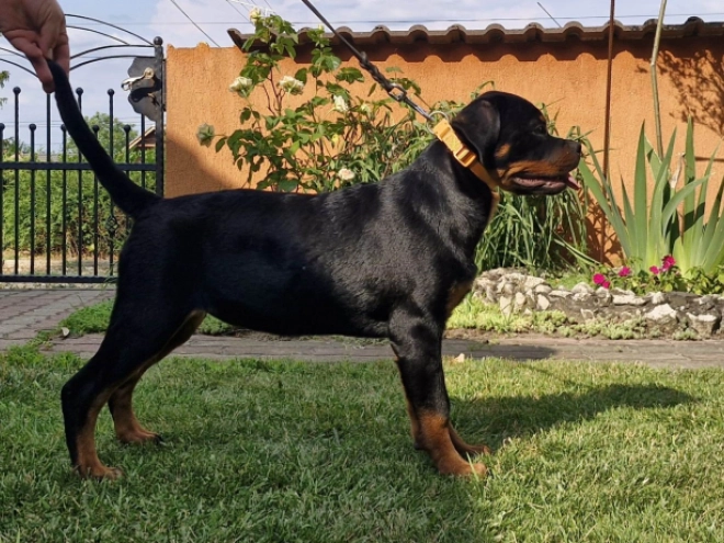 Rottweiler puppy for sale