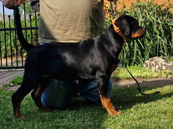 Rottweiler puppy for sale