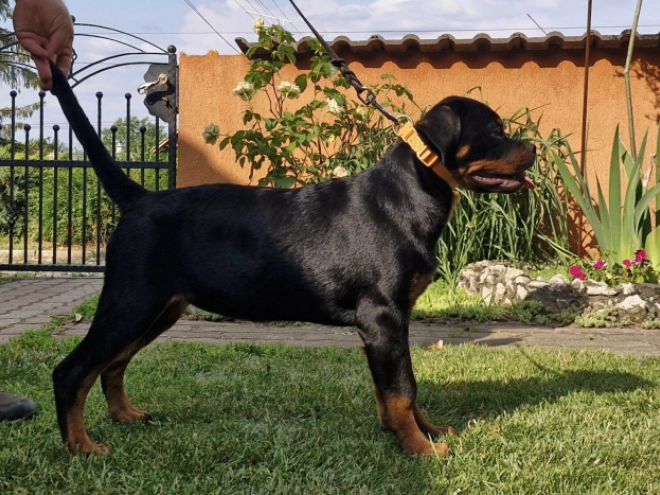 Rottweiler puppy for sale