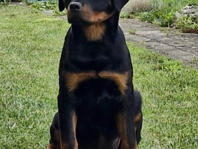 Rottweiler puppy for sale