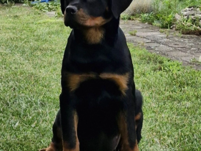 Rottweiler puppy for sale