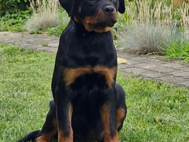 Rottweiler puppy for sale