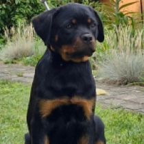 Sidney, black and tan Rottweiler for sale