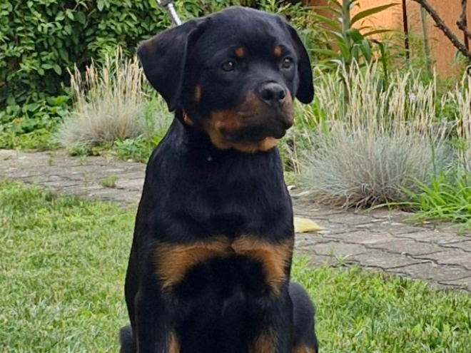 Rottweiler puppy for sale