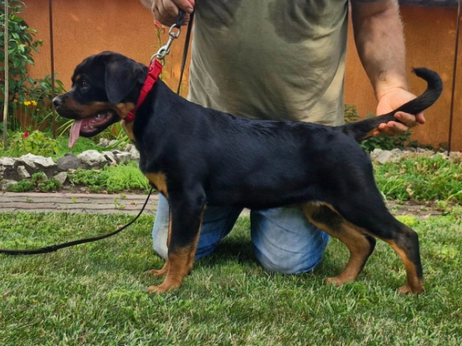 Rottweiler puppy for sale