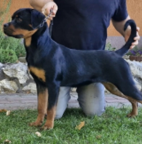Rottweiler puppy for sale