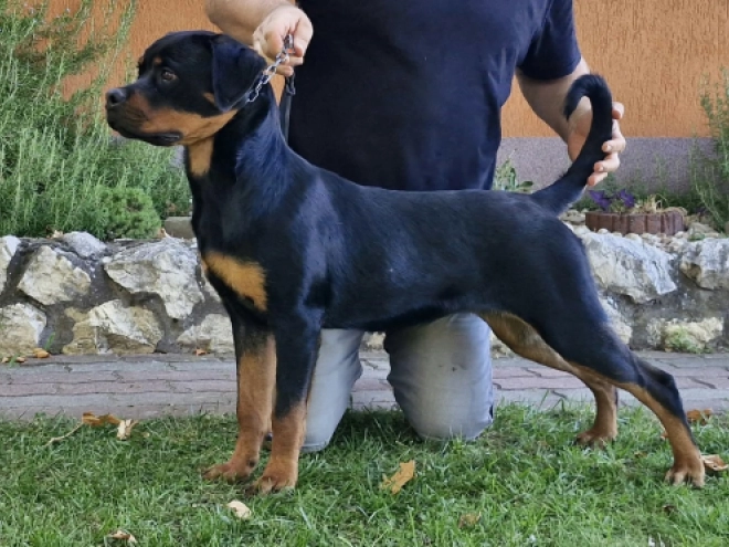 Rottweiler puppy for sale