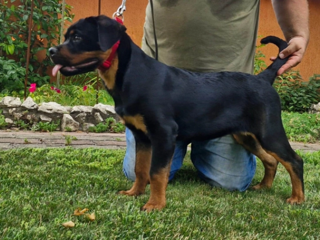 Rottweiler puppy for sale
