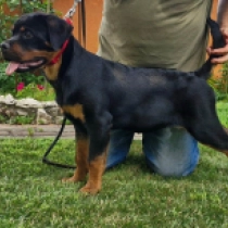 Sally, black and tan Rottweiler for sale