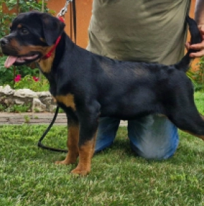 Rottweiler puppy for sale