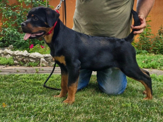 Rottweiler puppy for sale
