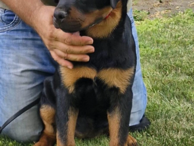Rottweiler puppy for sale
