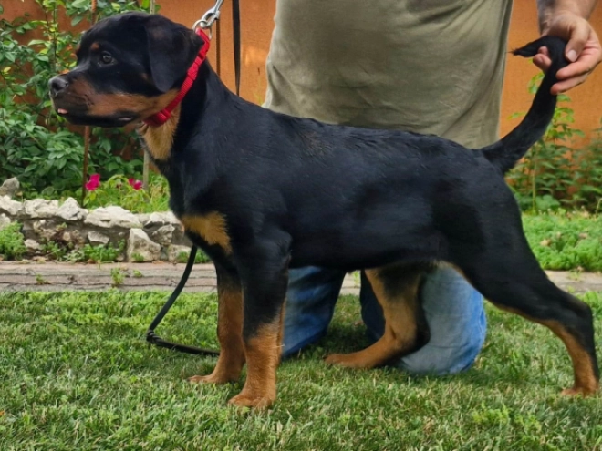 Rottweiler puppy for sale