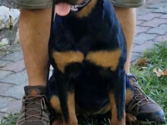 Rottweiler puppy for sale