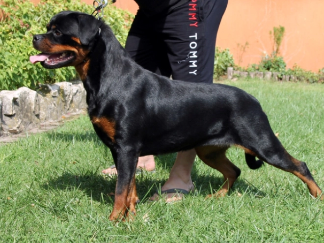 Rottweiler puppy for sale